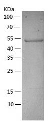    CCBL1 / Recombinant Human CCBL1