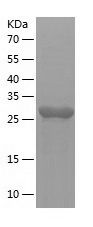    GLO2 / Recombinant Human GLO2