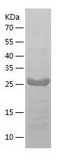    TATDN3 / Recombinant Human TATDN3