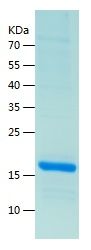 Recombinant Rat IL-22