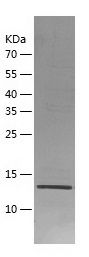    IL-33 / Recombinant Human IL-33