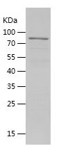 Recombinant Mouse PLBD2