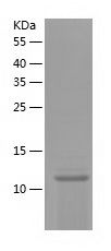 Recombinant Mouse Angiogenin-4