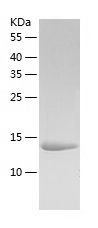    PDCD4 / Recombinant Human PDCD4