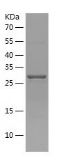    PYCRL / Recombinant Human PYCRL