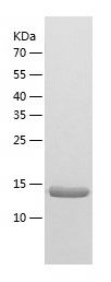    ASPRV1 / Recombinant Human ASPRV1