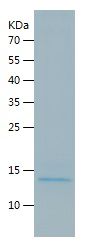    BCA1 / Recombinant Human BCA1