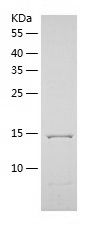    TTC32 / Recombinant Human TTC32