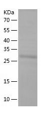    NSP 5 alpha 3 alpha / Recombinant Human NSP 5 alpha 3 alpha