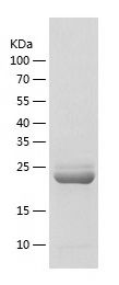    C6orf134 / Recombinant Human C6orf134