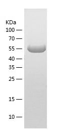 Recombinant Mouse STIP1