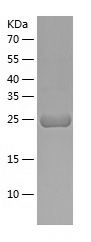 Recombinant Mouse Kallikrein 8