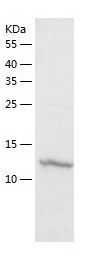 Recombinant Mouse Podoplanin