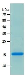 Recombinant Mouse IL-17A