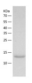 Recombinant Rat PLGF