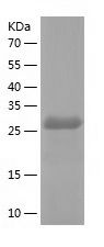 Recombinant Mouse SPR