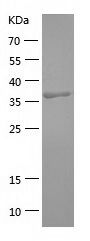 Recombinant Mouse CR1L