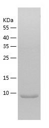    SUMO4 / Recombinant Human SUMO4