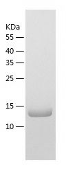    TXNRD3IT1 / Recombinant Human TXNRD3IT1