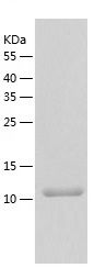    GDF6 / Recombinant Human GDF6