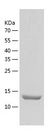    UfSP1 / Recombinant Human UfSP1