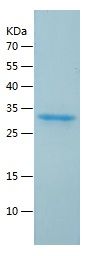    HRPT2 / Recombinant Human HRPT2