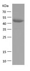 Recombinant Mouse Pancreatic Lipase