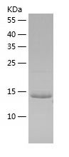    ATAD2 / Recombinant Human ATAD2