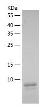    EGF / Recombinant Human EGF