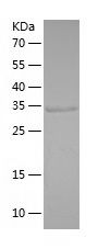    MAP1D / Recombinant Human MAP1D