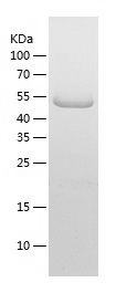    ATG14L / Recombinant Human ATG14L