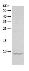    TTDA / Recombinant Human TTDA