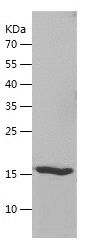    Histone H2A / Recombinant Human Histone H2A