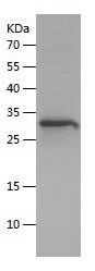 Recombinant Mouse RELM Gamma