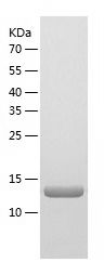 Recombinant Mouse IL-17F