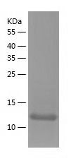    GOLGA7 / Recombinant Human GOLGA7