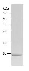    CAMK2N1 / Recombinant Human CAMK2N1