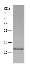    TEN1 / Recombinant Human TEN1