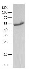 Recombinant Mouse FTO