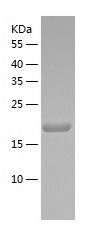 Recombinant Mouse SLAMF7