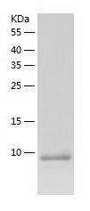 Recombinant Mouse CXCL16