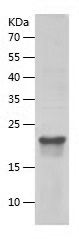 Recombinant Mouse IL-33