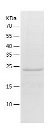 Recombinant Mouse Kallikrein 14