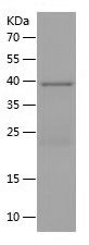 Recombinant Mouse Von Willebrand Factor