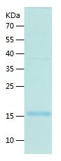 Recombinant Mouse IL-19