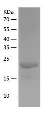    TGIFLX / Recombinant Human TGIFLX