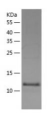    KIBRA / Recombinant Human KIBRA