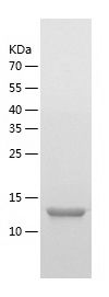    HERC3 / Recombinant Human HERC3