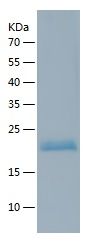    IZUMO1 / Recombinant Human IZUMO1