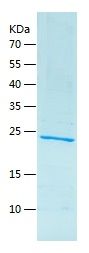 Recombinant Mouse IL-27-A